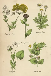 Erdnuss, Fieberkraut, Flockenblume, Froschbiss, Fluellin