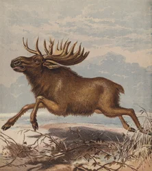 Elch oder Elchhirsch