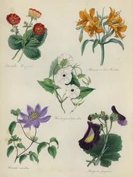 Englischer Blumengarten: Potentilla Menziesii, Alstraemeria Van Houtteii, Thunbergia alata alba, Clematis caerulea, Martynia fragrans
