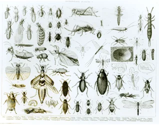 Entomologie Insekten