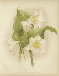 Eucharis sanderiana