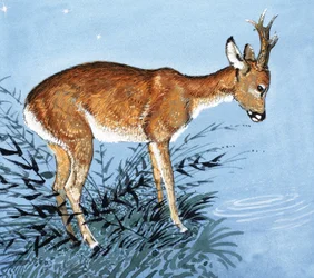 Damwild
