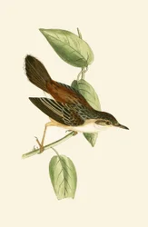 Fächerschwanzsänger, Illustration aus 