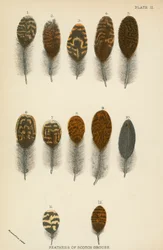 Federn des schottischen Moorschneehuhns