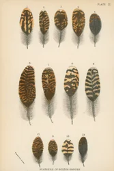 Federn des schottischen Moorschneehuhns