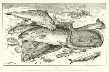 Fisch