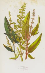 Blühende Pflanzen Großbritanniens: Alpenampfer, Rotaderampfer, Spitzampfer