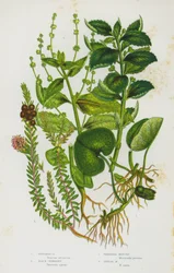 Blühende Pflanzen Großbritanniens: Haselwurz, Schwarze Krähenbeere, Mehrjährige Bingelkraut, Einjähriges Bingelkraut