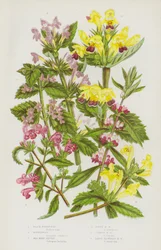 Blühende Pflanzen Großbritanniens: Schwarzer Andorn, Herzgespann, Rote Hanfnessel, Flaumige Hanfnessel, Gemeine Hanfnessel, Großblütige Hanfnessel