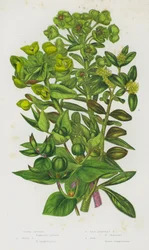 Blühende Pflanzen Großbritanniens: Wolfsmilch, Wald-Wolfsmilch, Rote Strauch-Wolfsmilch, Buchsbaum