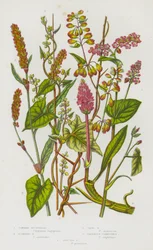 Blühende Pflanzen Großbritanniens: Gemeiner Buchweizen, Kletternder Buchweizen, Hain-Buchweizen, Amphibische Persecaria, Gefleckte Persecaria