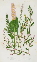 Blühende Pflanzen Großbritanniens: Gemeiner Buchweizen, Lebendgebärender Alpen-Buchweizen, Gemeines Knöterich, Strahlen-Knöterich, Küsten-Knöterich