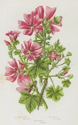 Blühende Pflanzen Großbritanniens: Malve, Zwergmalve, Moschusmalve