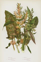 Blühende Pflanzen Großbritanniens: Geigen-Sauerampfer, Breitblättriger Sauerampfer, Goldener Sauerampfer, Gelber Sumpf-Sauerampfer