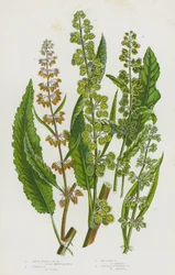 Blühende Pflanzen Großbritanniens: Großer Wasserampfer, Krauser Ampfer, Wiesenampfer, Körnerloser Wasserampfer