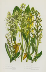 Blühende Pflanzen Großbritanniens: Grüne Hohlzunge, Kleine Weiße Hohlzunge, Kleine Schmetterlings-Knabenkraut, Große Schmetterlings-Knabenkraut, Grüne Männliche Orchis, Grüne Moschus-Orchis