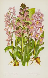Blühende Pflanzen Großbritanniens: Grünflügelige Wiesenorchis, Frühe Purpurorchis, Zwergdunkelflügelige Orchis, Große Braunflügelige Orchis