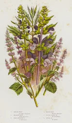 Blühende Pflanzen Großbritanniens: Gipskraut, Wiesensalbei, Wilder Englischer Salbei, Pferdeminze, Rundblättrige Minze, Speerminze