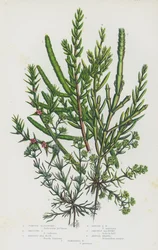 Blühende Pflanzen Großbritanniens: Verbundene Glasschote, Kriechende Glasschote, Strauchige See-Binse, Einjährige See-Binse, Stachelige Salzbinse, Einjähriger Knäuel, Mehrjähriger Knäuel