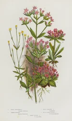 Blühende Pflanzen Großbritanniens: Kleinste Enzianella, Gemeine Tausendgüldenkraut, Zwergverzweigte Tausendgüldenkraut, Breitblättrige Büschel-Tausendgüldenkraut, Zwergbüschel-Tausendgüldenkraut