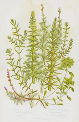 Blühende Pflanzen Großbritanniens: Schachtelhalm, Quirliges Tausendblatt, Ähriges Tausendblatt, Wechselblütiges Tausendblatt, Wasserstern, Gestielter Wasserstern, Herbstlicher Wasserstern