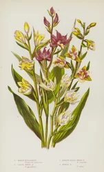 Blühende Pflanzen Großbritanniens: Sumpf-Helleborine, Große Weiße Helleborine, Schmalblättrige Weiße Helleborine, Purpur-Helleborine
