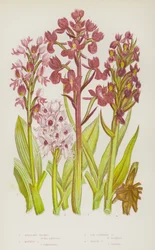 Blühende Pflanzen Großbritanniens: Militär-Orchis, Affen-Orchis, Lockerblütige Orchis, Sumpf-Orchis
