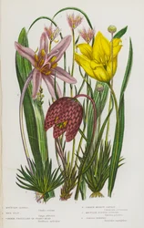 Blühende Pflanzen Großbritanniens: Berg-Lloydia, Wilde Tulpe, Schachblume, Herbstzeitlose, Schottischer Berg-Asphodel, Gelenkiges Pfeifengras