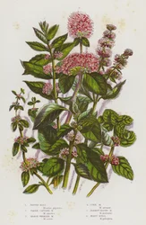 Blühende Pflanzen Großbritanniens: Pfefferminze, Wasser-Kopfminze, Sumpf-Wirbelminze, Kornminze, Schmalblättrige Minze, Polei-Minze