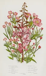 Blühende Pflanzen Großbritanniens: Weidenröschen, Großes Behaartes Weidenröschen, Kleinblütiges Behaartes Weidenröschen, Breitblättriges Glattes Weidenröschen, Blasses Glattes Weidenröschen, Vierkantiges Weidenröschen, Schmalblättriges Sumpf-Weidenröschen,