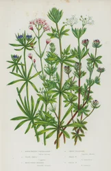 Blühende Pflanzen Großbritanniens: Rauhfrüchtiges Kornbettstroh, Klettenlabkraut, Blaues Feldröte, Waldmeister, Kleiner Waldmeister, Feldwaldmeister