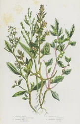 Blühende Pflanzen Großbritanniens: Strauch-Melde, Gestielte Meermelde, Bereifte Meermelde, Ausbreitende Frucht-Melde