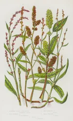 Blühende Pflanzen Großbritanniens: Schlankköpfige Persecaria, Blassblütige Persecaria, Lockerblütige Persecaria, Kleine Kriechende Persecaria, Beißende Persecaria