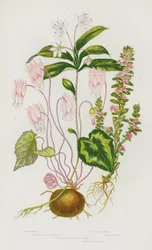 Blühende Pflanzen Großbritanniens: Alpenveilchen, Meersalzmelde, Wintergrün