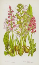 Blühende Pflanzen Großbritanniens: Gefleckte Palmenorchis, Pyramidenorchis, Eidechsenorchis, Duftende Gymnadenia (Farblithografie)