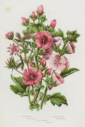 Blühende Pflanzen Großbritanniens: Strauch-Malve, Sumpf-Malve, Borstige Malve