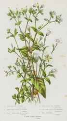 Blühende Pflanzen Großbritanniens: Wasser-Mausohr, Breitblättriges Mausohr, Schmalblättriges Mausohr, Kleines Mausohr, Viergespaltenes Mausohr, Feld-Mausohr, Haariges Alpines Mausohr