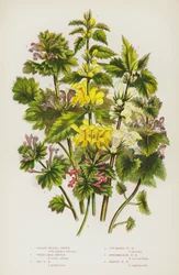 Blühende Pflanzen Großbritanniens: Gelber Weaselschnauze, Weiße Taubnessel, Rote Taubnessel, Geschnittene Taubnessel, Zwischen-Taubnessel, Henbit-Taubnessel