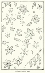 Eisblumen (Gravur)