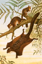 Fliegendes Eichhörnchen