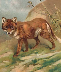 Fuchs