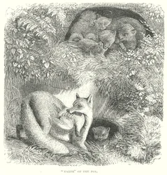 Fuchs