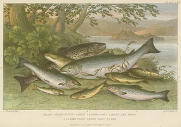 Süßwasserfische