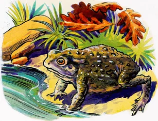 Frosch