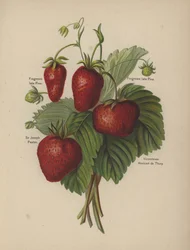 Frogmore Late Pine, Sir Joseph Paxton, Vicomtesse Hericart de Thury