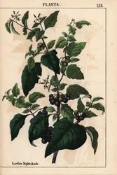 Garten- oder Schwarzer Nachtschatten mit schwarzen Beeren Solanum nigrum, aus "The Instructive Picturebook, or Lessons from the Vegetable World," [Charlotte Mary Yonge], Edinburgh