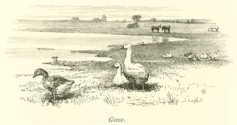 Gänse