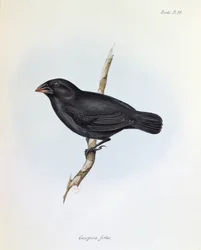 Geospiza Fortis, Illustration aus Die Zoologie der Reise der H.M.S. Beagle, 1832-36, von Charles Darwin, 1840