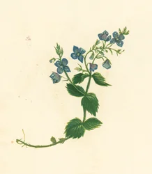 Gamander-Ehrenpreis, Veronica Chamaedrys