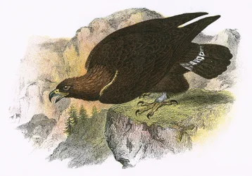 Steinadler